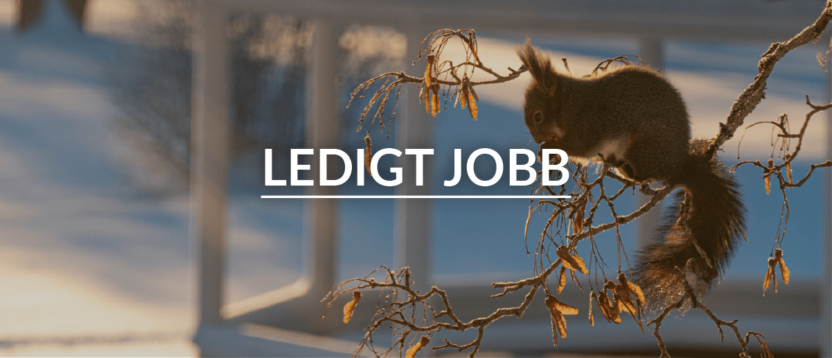 Dekorativ bild på ekorre i ett träd med texten "Ledig jobb" ovanpå.