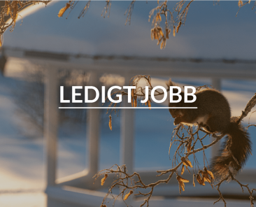 Dekorativ bild på ekorre i ett träd. Text ovanpå där det står "Ledigt jobb".